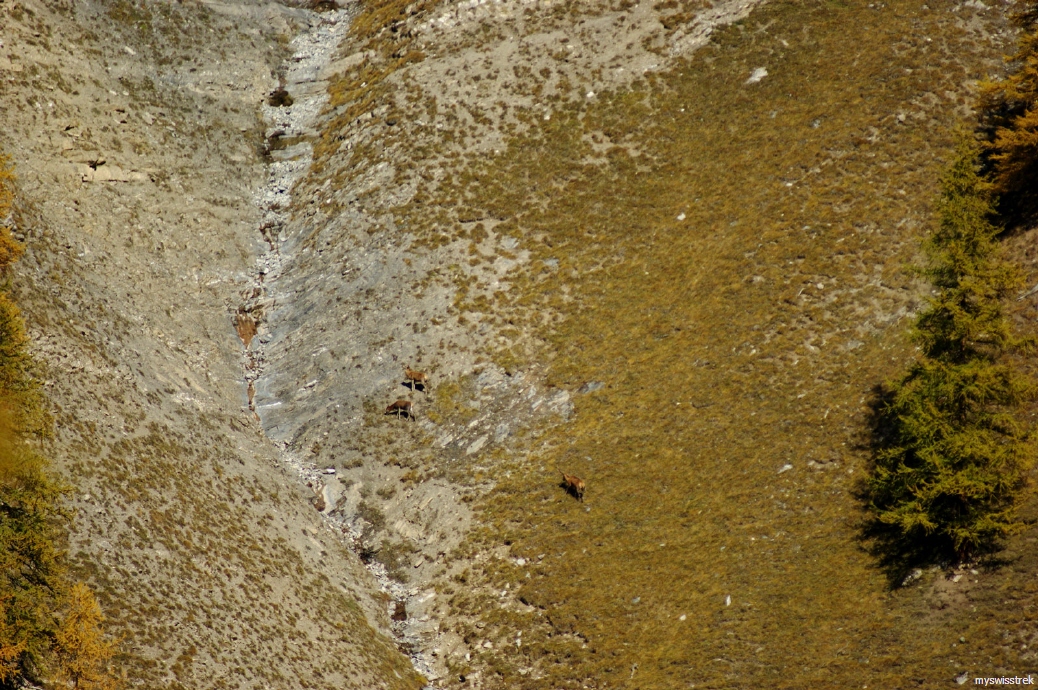 Bergtour Trupchun - bei Zernez